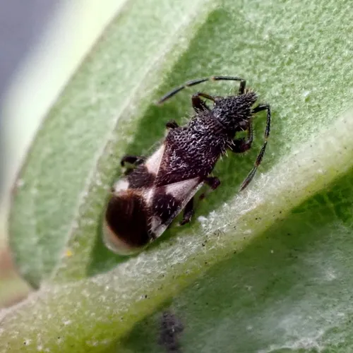 Oxycarenus bicolor