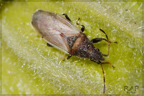 Cotton Seed Bug - photo 3
