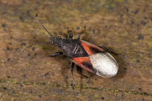 Lime Seed Bug - photo 2