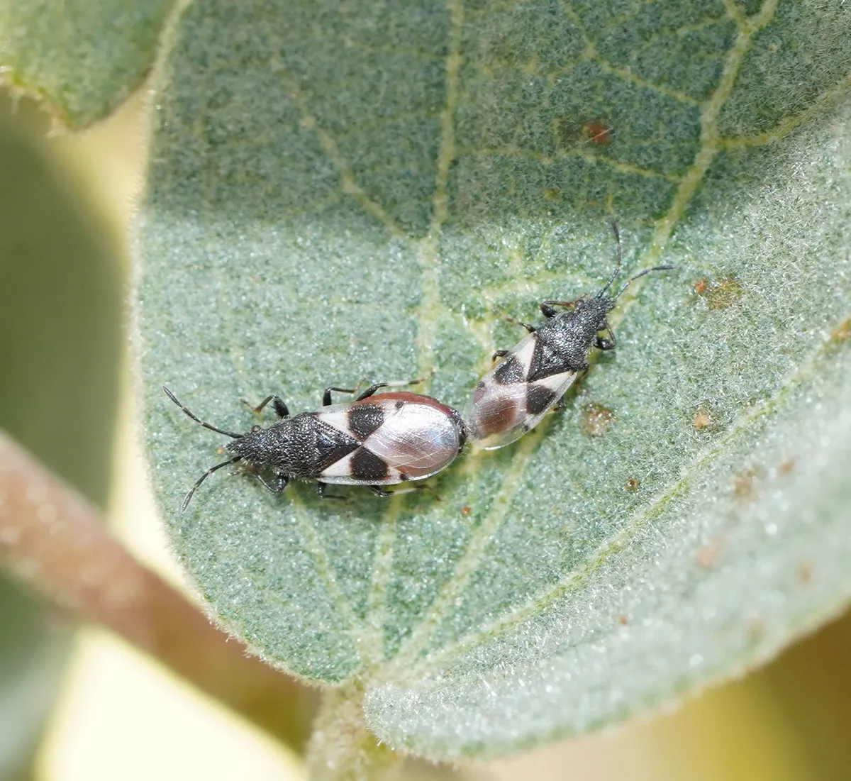 Cottonseed Bug - photo 3