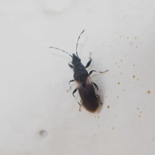 Oxycarenus lugubris