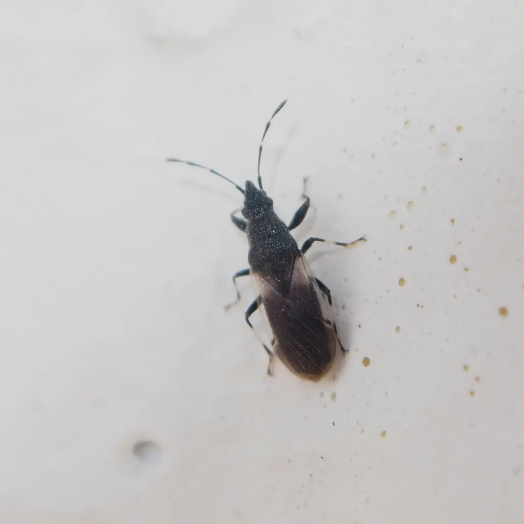 Oxycarenus lugubris - photo 2