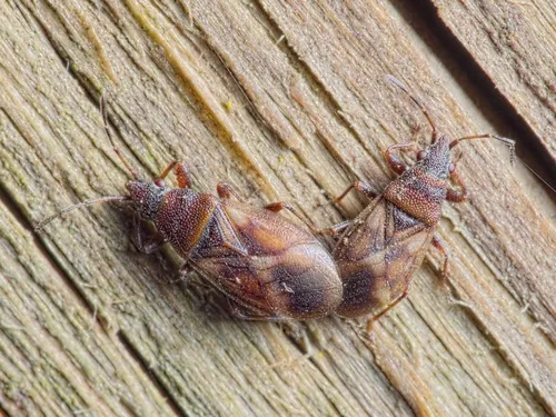 Oxycarenus modestus
