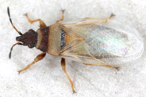 Oxycarenus pallens