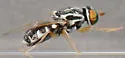 Oxycera albovittata