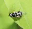 Oxycera albovittata - photo 5