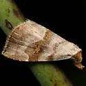 Bent-lined Tan Moth - Hodges#8407