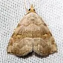 Bent-lined Tan Moth - Hodges#8407 - photo 2