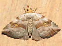 Bent-lined Tan Moth - Hodges#8407 - photo 3