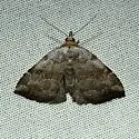 Bent-lined Tan Moth - Hodges#8407 - photo 4