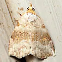 Bent-lined Tan Moth - Hodges#8407 - photo 5