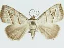 Oxycilla mitographa - Hodges#8408