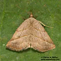 Oxycilla ondo - Hodges#8409