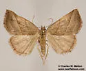 Oxycilla ondo - Hodges#8409 - photo 2