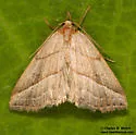 Oxycilla ondo - Hodges#8409 - photo 3