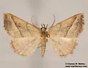 Oxycilla ondo - Hodges#8409 - photo 4