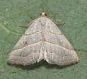 Oxycilla ondo - Hodges#8409 - photo 5