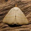 Oxycilla tripla - Hodges#8405 - Oxycilla tripla