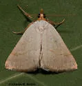 Oxycilla tripla - Hodges#8405 - photo 2