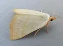Oxycilla tripla - Hodges#8405 - photo 4