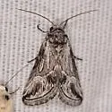 Oxycnemis acuna - Hodges#10044 - Oxycnemis acuna