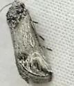Oxycnemis acuna - Hodges#10044 - photo 2