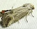 Oxycnemis acuna - Hodges#10044 - photo 3