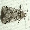 Oxycnemis advena - Hodges#10039