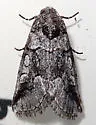 Oxycnemis advena - Hodges#10039 - photo 3