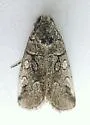 Oxycnemis advena - Hodges#10039 - photo 4