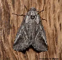 Oxycnemis fusimacula - Hodges#10046