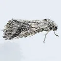 Oxycnemis fusimacula - Hodges#10046 - photo 2