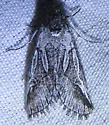 Oxycnemis fusimacula - Hodges#10046 - photo 3