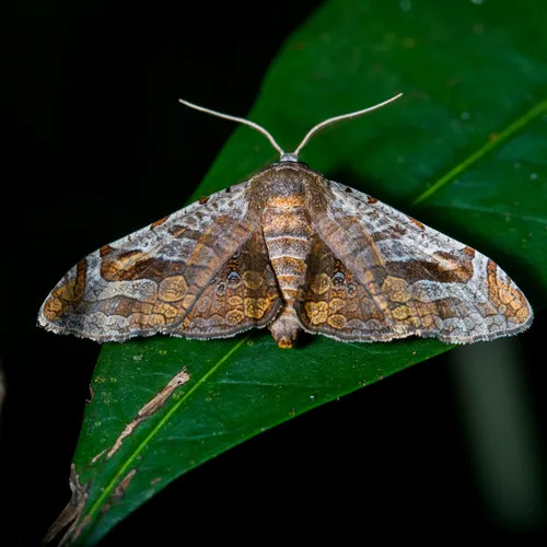 Oxycophina theorina