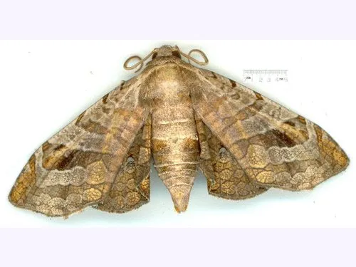 Oxycophina theorina - photo 4