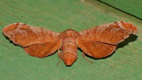 Oxycophina theorina - photo 5