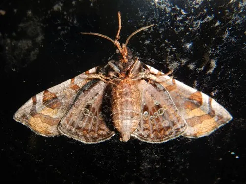 Oxycophina theorina - photo 7