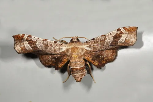 Oxycophina theorina - photo 8