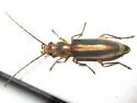 Oxycopis dietrichi