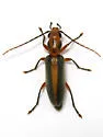 Oxycopis dietrichi - photo 2