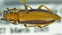 Oxycopis dietrichi - photo 3