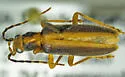 Oxycopis dietrichi - photo 4