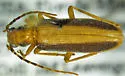 Oxycopis dietrichi - photo 5