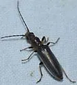 Oxycopis falli - photo 2