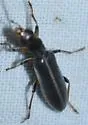 Oxycopis falli - photo 3