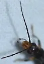 Oxycopis falli - photo 4