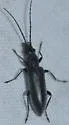 Oxycopis falli - photo 5