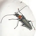Oxycopis floridana
