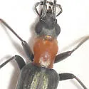Oxycopis floridana - photo 2