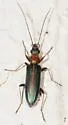 Oxycopis floridana - photo 3